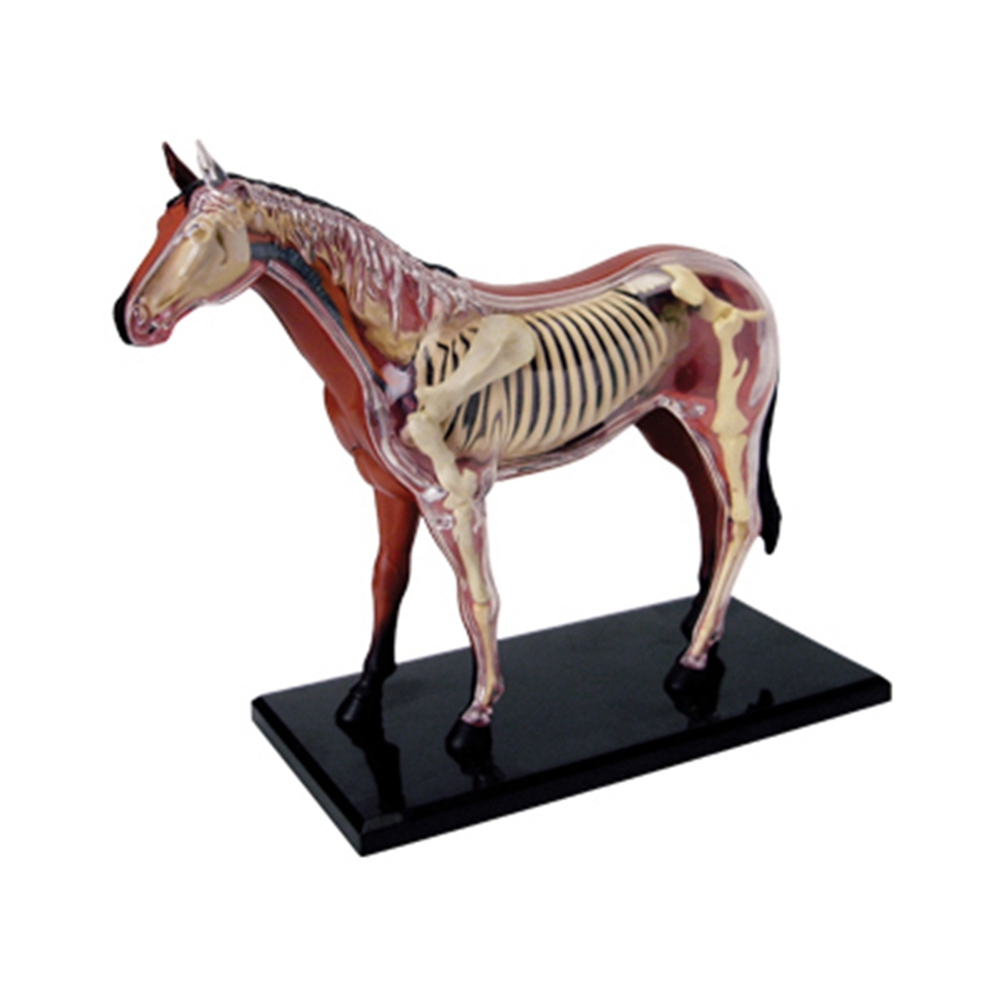 Model anatomiczny narządów zwi – Science Diy Model recenzja i cena