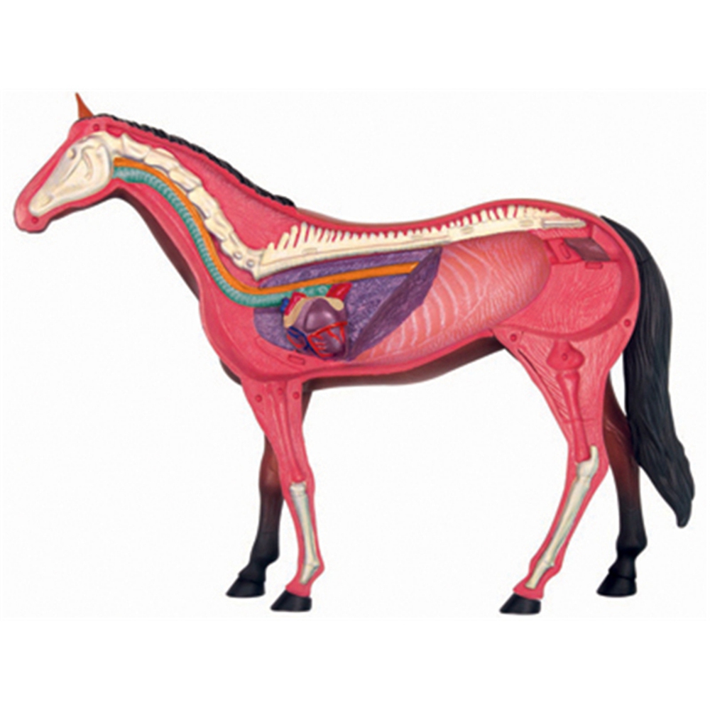 Model anatomiczny narządów zwi – Science Diy Model recenzja i cena
