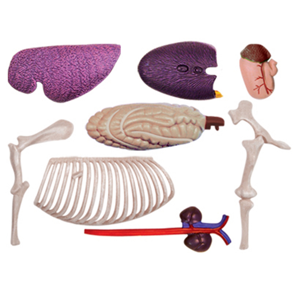 Model anatomiczny narządów zwi – Science Diy Model recenzja i cena