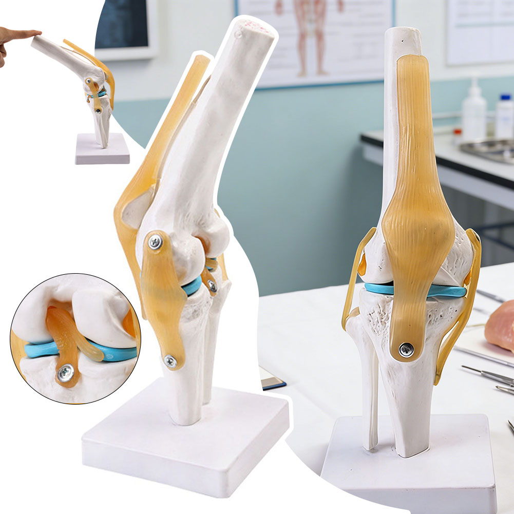 Anatomiczny model stawu kolano – Science Hobbyist recenzja i cena